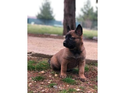 Belçika kurdu köpeğimiz
