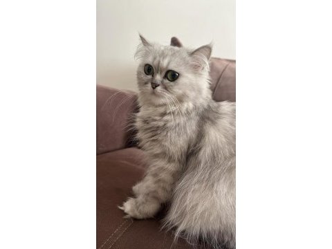 Chinchilla longhair