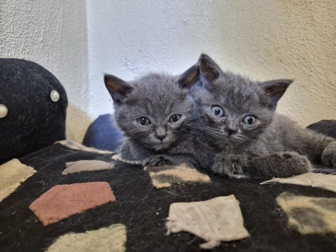 2 aylık dişi british yavrularımız sahiplendirilecektir
