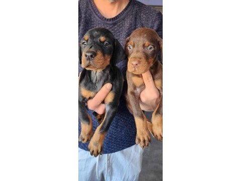 Safkan king doberman yavrular