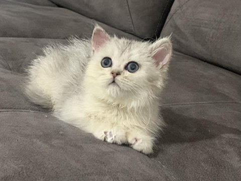 Evden show kalite safkan british shorthair bebekler