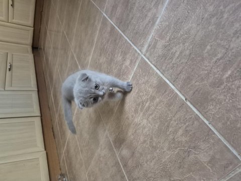 Dünyalar güzeli lilac dişi uygun scottish fold latte