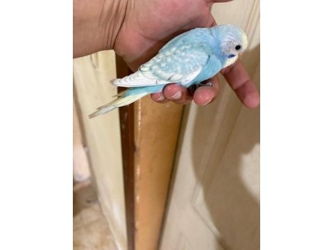 31 günlük oğlan bebek muhabbet kuşumuz