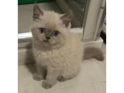 British shorthair blue point kedimiz