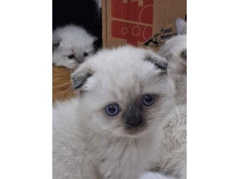 Teslime hazır scottish fold erkek yavrum yuva arıyor
