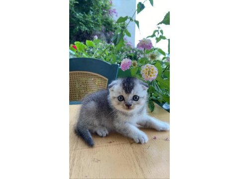 1 buçuk aylık 2 tane erkek yavru british longhair