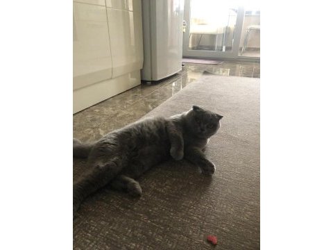Kedi sahiplendirne