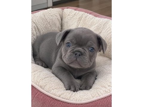Oyuncu french bulldog bebekler