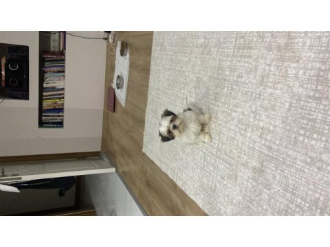 3 aylık dişi has shih-tzu