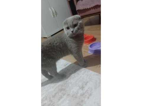 Erkek scottish fold cins