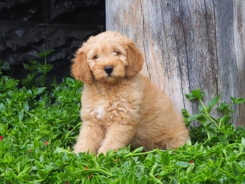 F1b goldendoodle yavrular