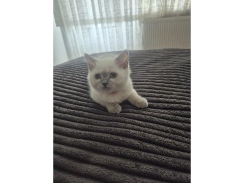 Blue point british shorthair yavrular