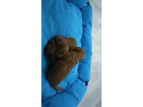 5 dişi ve 2 erkek mükemmel kalitede poodle yavrular