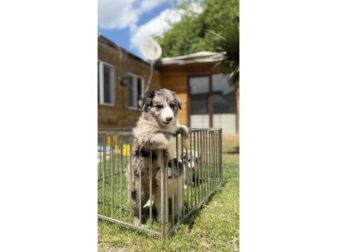 Zeka ve eğlence merle renk border collie yavrular