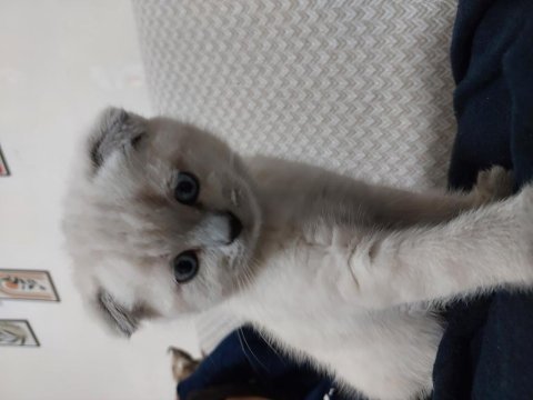 4 aylık scottish fold