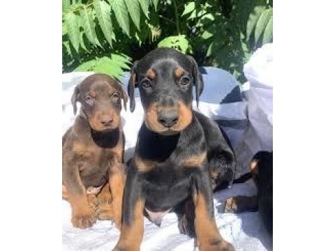 2 aylık asil doberman yavrularım