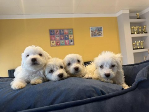 Kar beyaz maltese terrier yavrularımız güncel ankara