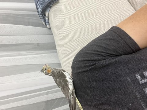 Erkek yavru sultan papağanı