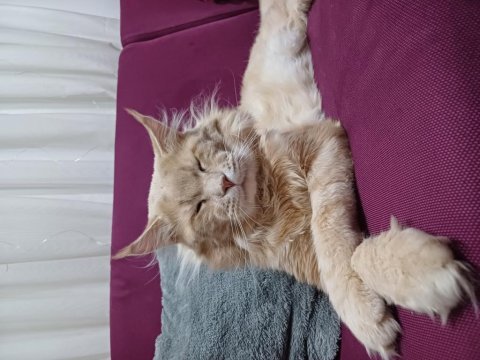 Xxl boy safkan maine coon yavrular