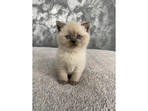 Safkan blue point british shorthair yavrular