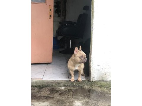 1 yaşında fransız bulldog