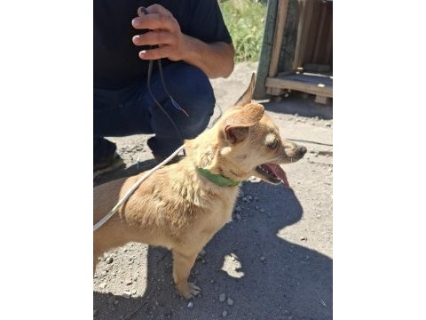 Minik dişi chihuahua