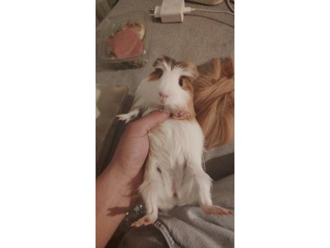 Günceldir ginepig