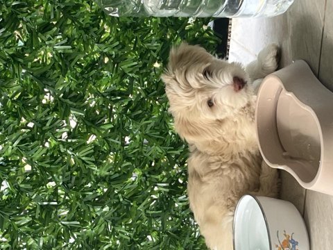 Köpeklerim 3 aylık ilk aşıları yapıldı