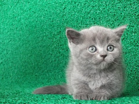 Yuvarlak kafa gri british shorthair