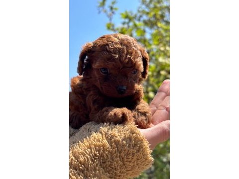 Tuvalet eğitimli yavru kore toy poodle