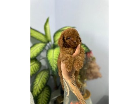 Poodle bebekleri