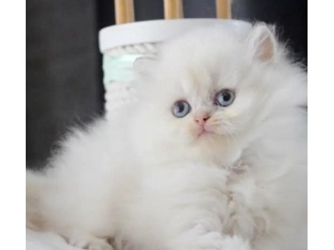 British longhair beyaz kedimiz
