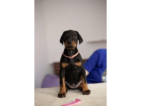 Keskin bakışlı doberman yavrularım