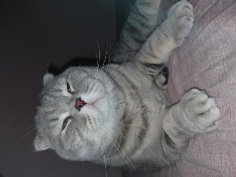 Sahiplendirilecek scottish fold kedimiz