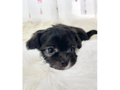 Black toy poodle çok uyguna