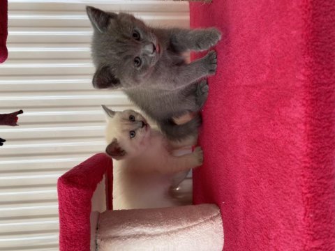 British shorthair bebeklerimiz