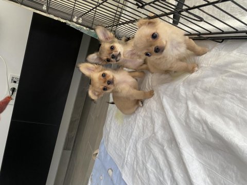 2 dişi 1 erkek şivava bebek