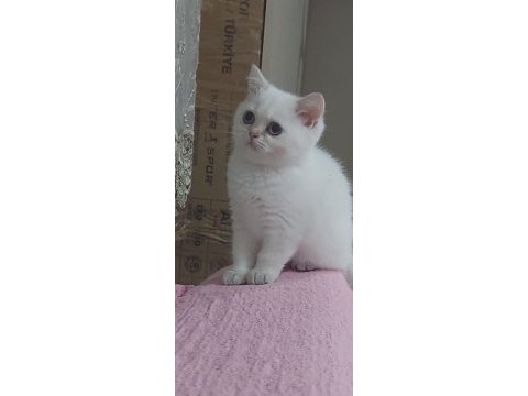 British shorthair kardeşler