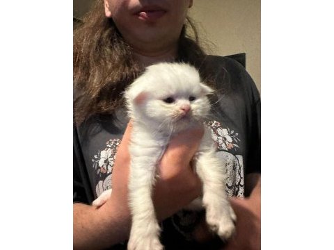 13 nisan doğumlu beyaz scottish fold bebekler