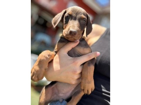 Orjinal doberman yavruları