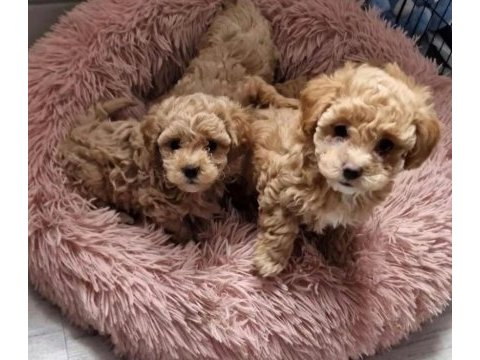 Full garantili gerçek teacup maltipoo