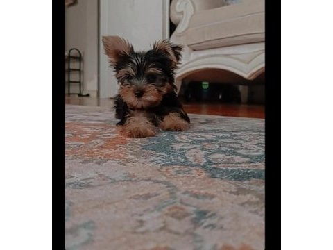 Erkek yorkshire terrier