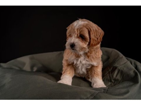 Maltipoo yavrular
