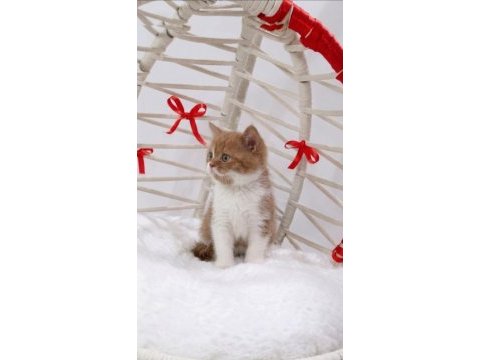 A kalite eşsiz güzellikte cinnamon bicolor british shorthair