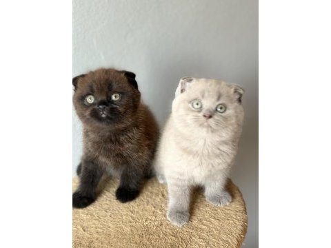 Scottish fold çikolata point
