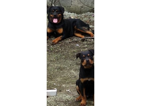 Erkek 2.5 aylık rottweiler