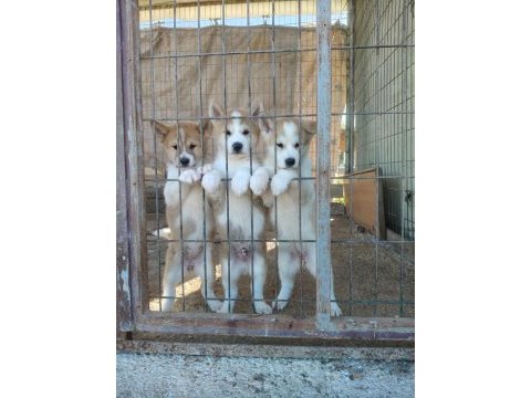 Akita inu köpeği