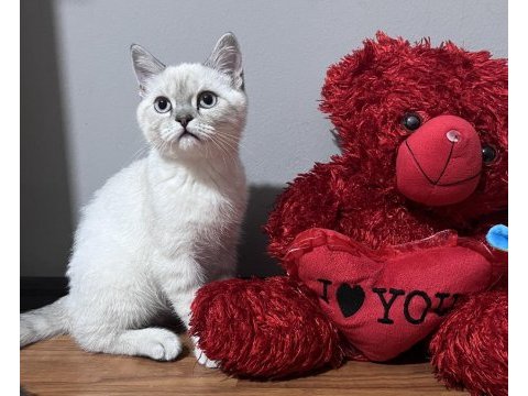4-5 aylık british shorthair kedisi aşılar hepsi full