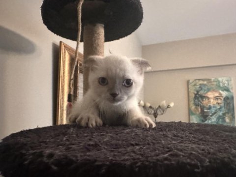 Sahibinden scottish fold kedimiz
