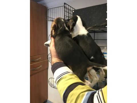 Beagle yavruları